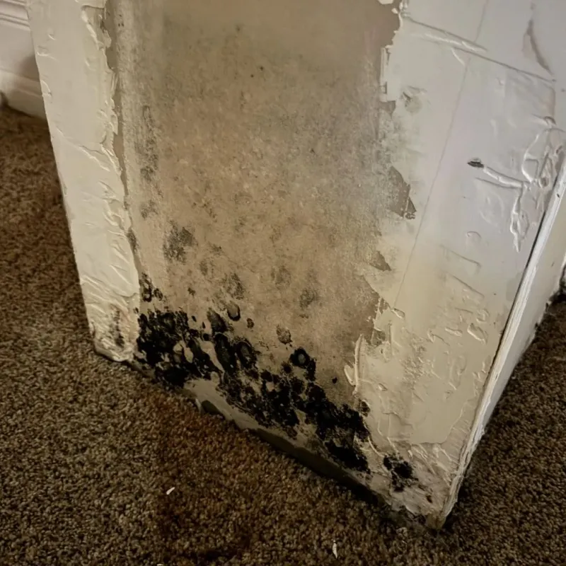 Professional Mold Removal in Atlanta, GA
